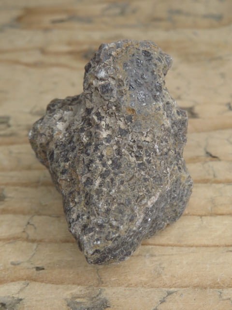 Thamnopora sp. - koralowiec * Polska