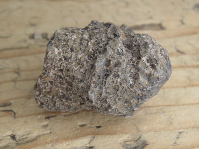 Thamnopora sp. - koralowiec * Polska