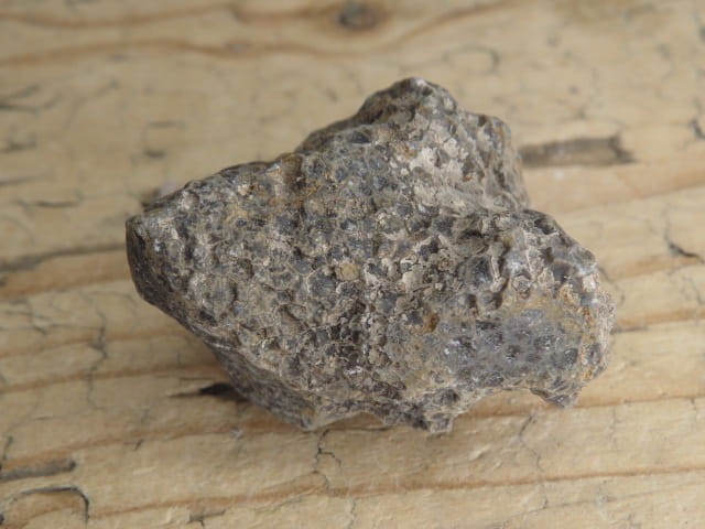 Thamnopora sp. - koralowiec * Polska