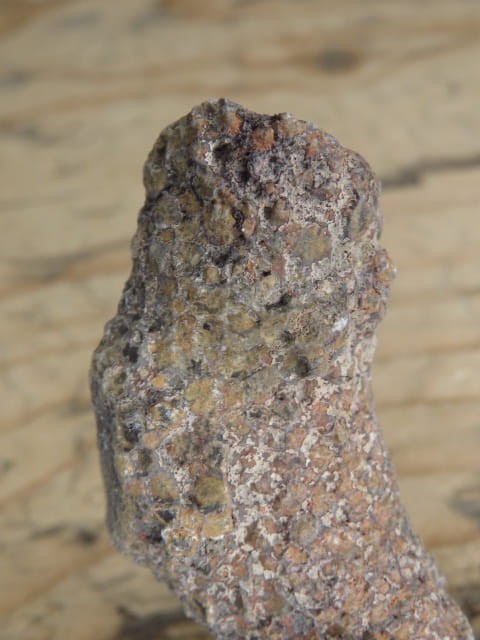 Thamnopora sp. - koralowiec * Polska