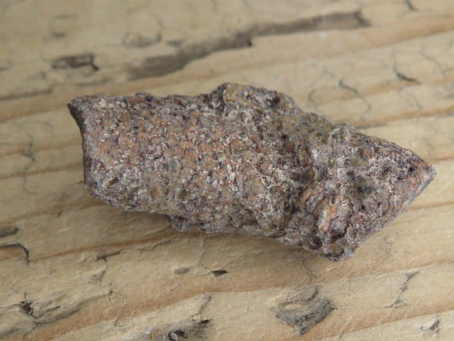 Thamnopora sp. - koralowiec * Polska