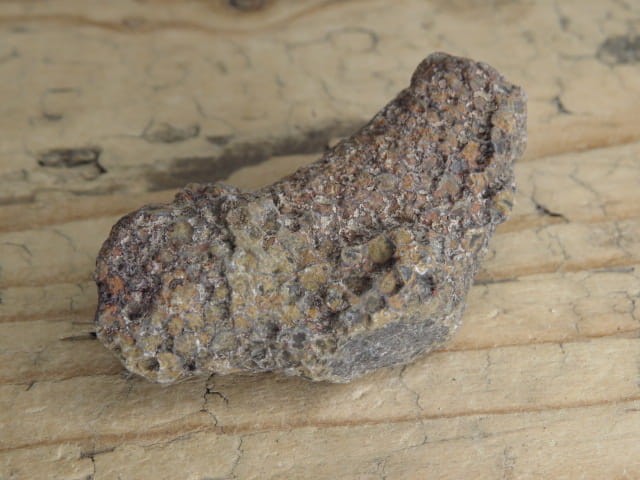 Thamnopora sp. - koralowiec * Polska