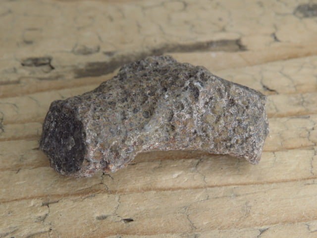 Thamnopora sp. - koralowiec * Polska