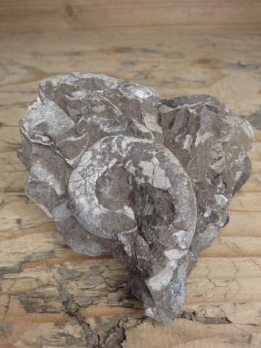 amonit Asphinctites tenuiplicatus * Polska