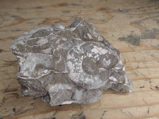 amonit Asphinctites tenuiplicatus * Polska