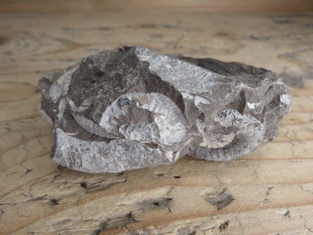 amonit Asphinctites tenuiplicatus * Polska