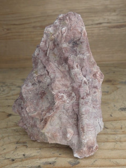 Rugosa sp. i Thamnopora sp. - koralowce * Kowala Polska