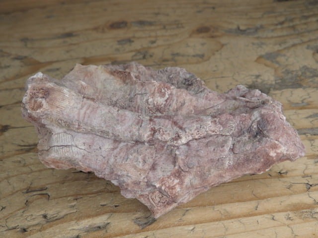 Rugosa sp. i Thamnopora sp. - koralowce * Kowala Polska