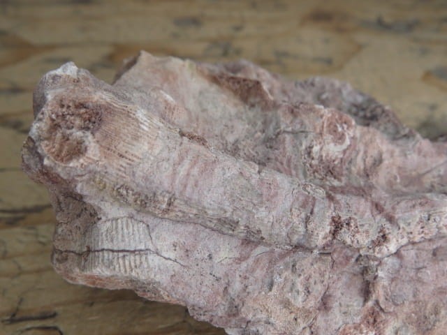 Rugosa sp. i Thamnopora sp. - koralowce * Kowala Polska