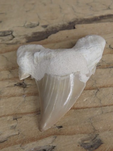 ząb rekina - skamieniałość