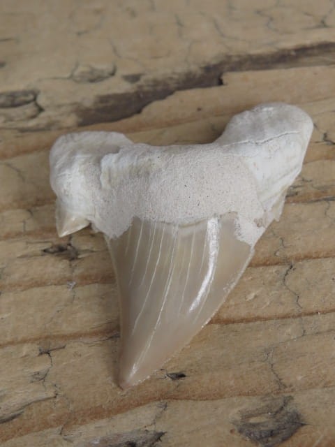 ząb rekina - skamieniałość