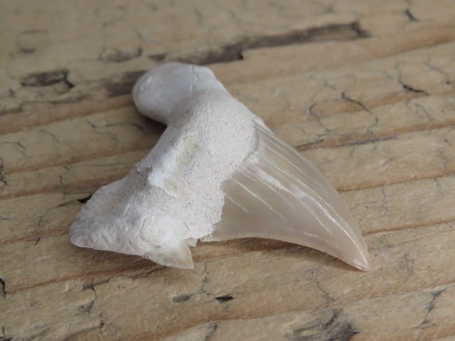 ząb rekina - skamieniałość