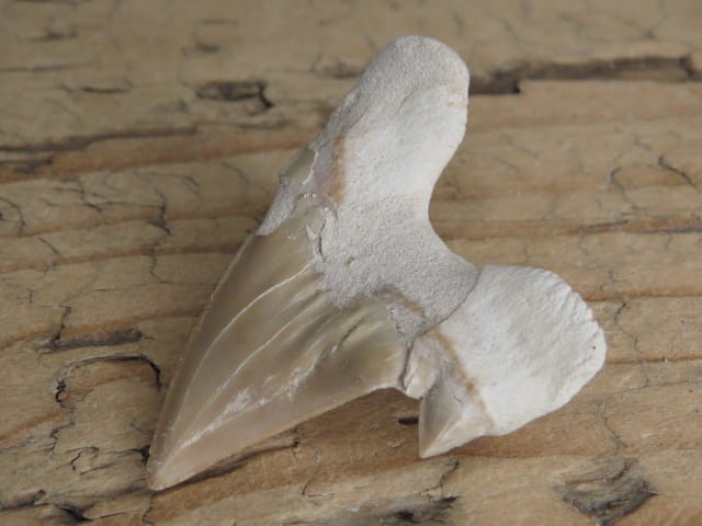 ząb rekina - skamieniałość