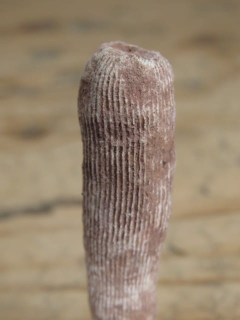 Rugosa sp. - koralowce * Kowala Polska