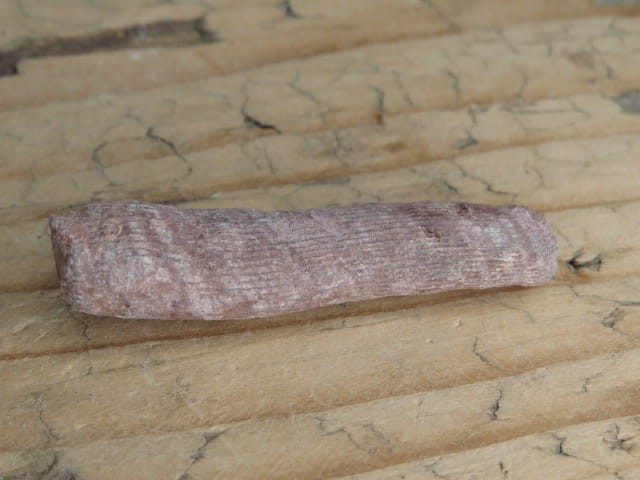 Rugosa sp. - koralowce * Kowala Polska