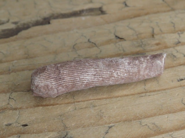 Rugosa sp. - koralowce * Kowala Polska