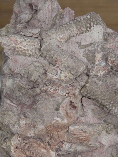 Rugosa sp. i Thamnopora sp. - koralowce * Kowala Polska