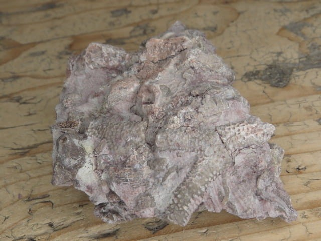 Rugosa sp. i Thamnopora sp. - koralowce * Kowala Polska