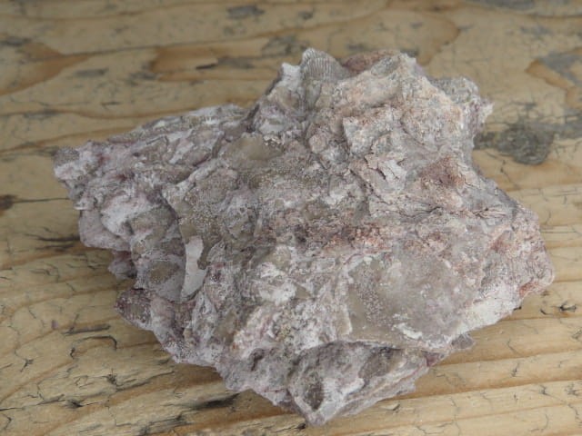 Rugosa sp. i Thamnopora sp. - koralowce * Kowala Polska