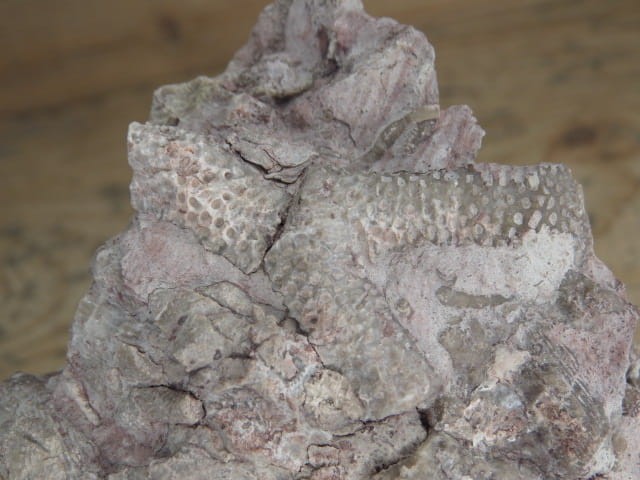 Rugosa sp. i Thamnopora sp. - koralowce * Kowala Polska