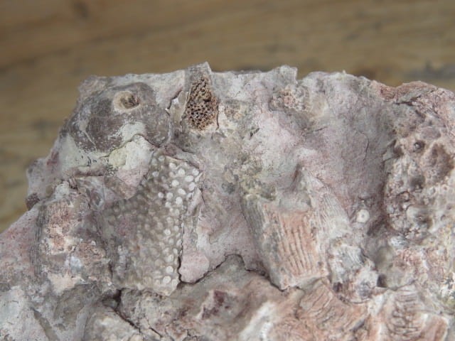 Rugosa sp. i Thamnopora sp. - koralowce * Kowala Polska