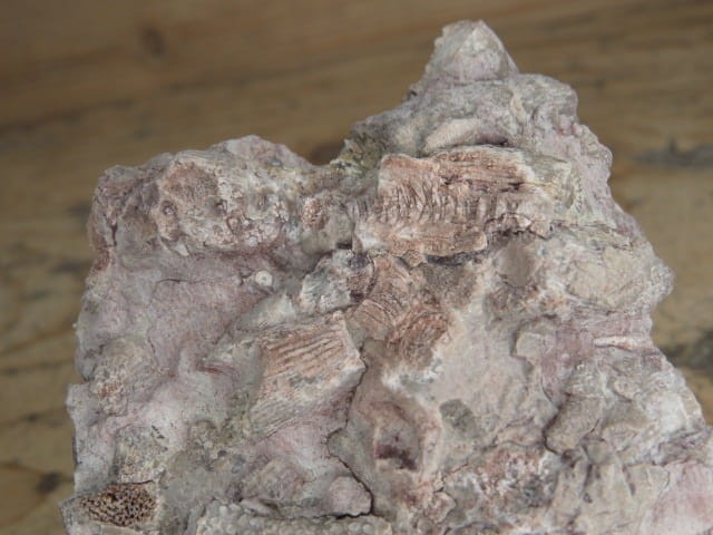 Rugosa sp. i Thamnopora sp. - koralowce * Kowala Polska