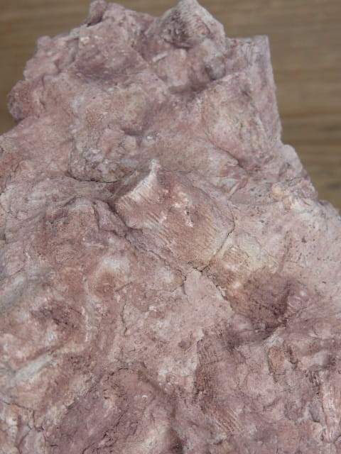 Rugosa sp. i Thamnopora sp. - koralowce * Kowala Polska