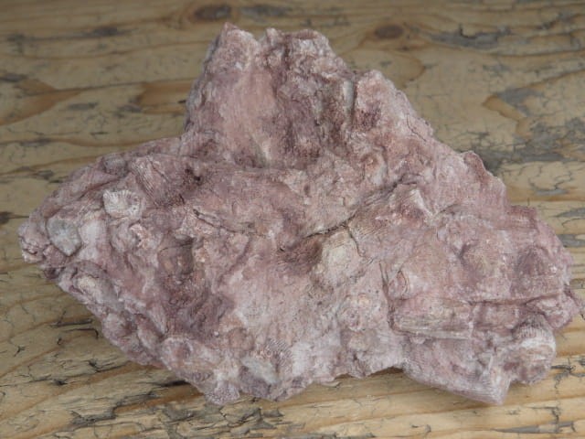 Rugosa sp. i Thamnopora sp. - koralowce * Kowala Polska