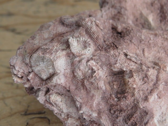 Rugosa sp. i Thamnopora sp. - koralowce * Kowala Polska