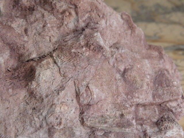 Rugosa sp. i Thamnopora sp. - koralowce * Kowala Polska