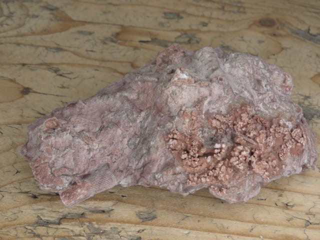 Rugosa sp. i Thamnopora sp. - koralowce * Kowala Polska