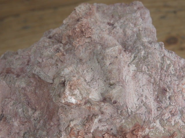 Rugosa sp. i Thamnopora sp. - koralowce * Kowala Polska