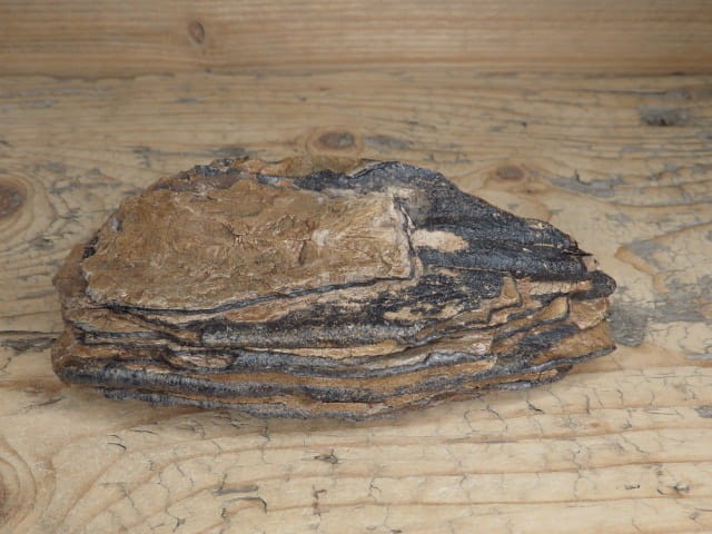 ząb mamuta - skamieniałość