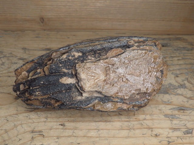 ząb mamuta - skamieniałość