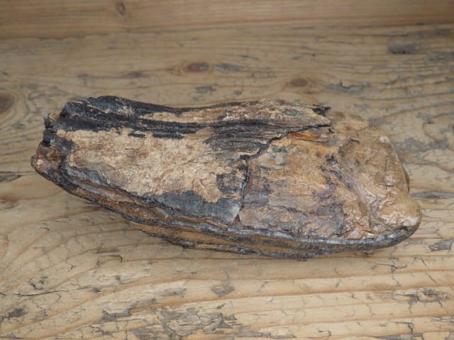 ząb mamuta - skamieniałość