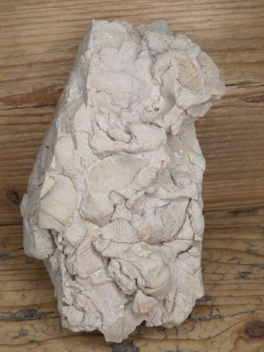 piaskowiec spiriferowy * Polska * dewon