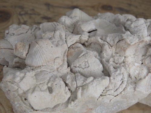 piaskowiec spiriferowy * Polska * dewon