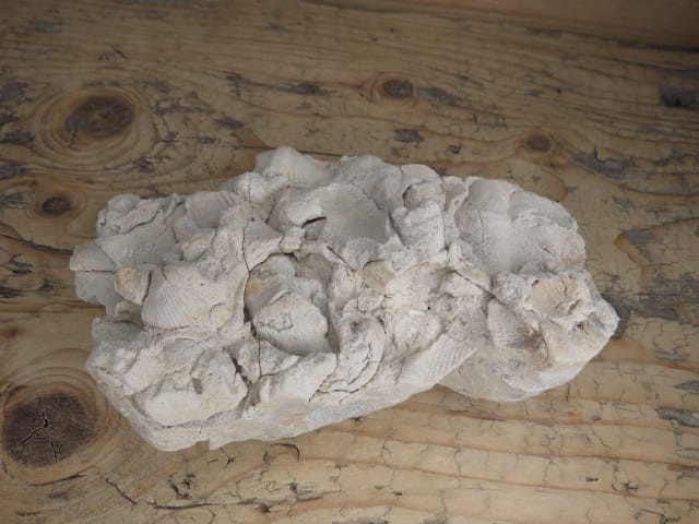 piaskowiec spiriferowy * Polska * dewon