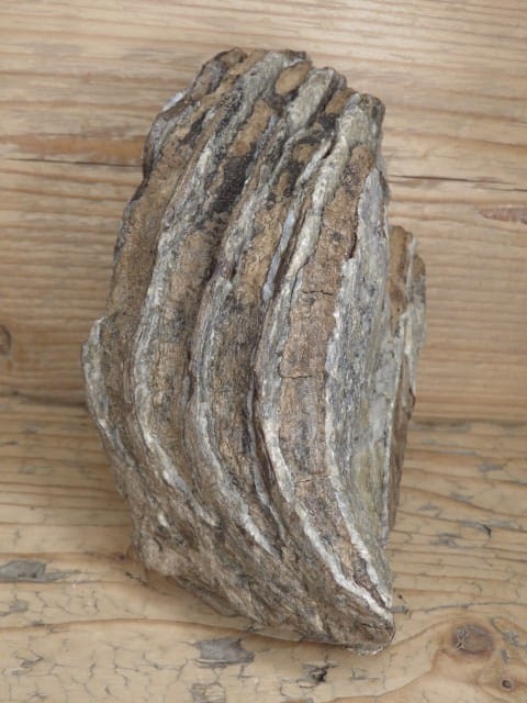 ząb mamuta - skamieniałość