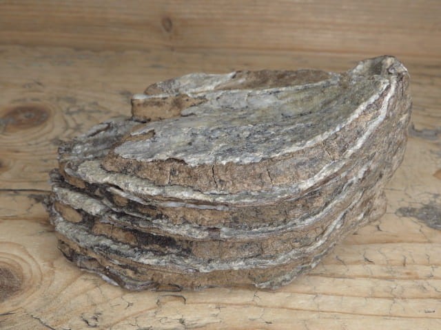 ząb mamuta - skamieniałość