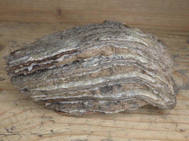 ząb mamuta - skamieniałość