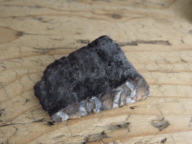 ząb mamuta