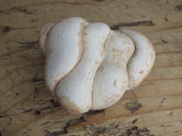 menilit - konkrecja chalcedonowo - opalowa * Maroko * Kamień Bogini