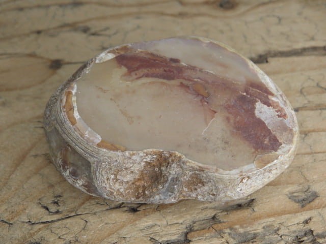 agat rzeczny Brazylia