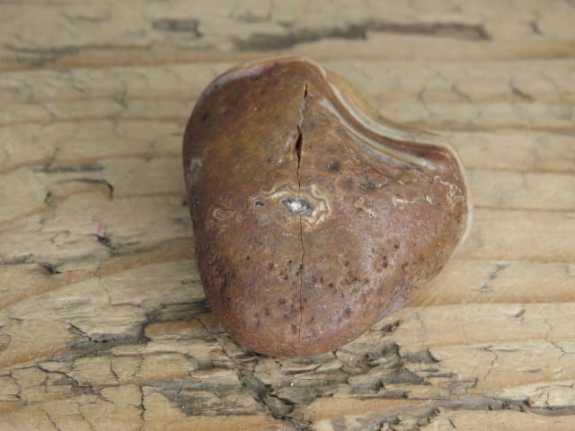 agat rzeczny Brazylia