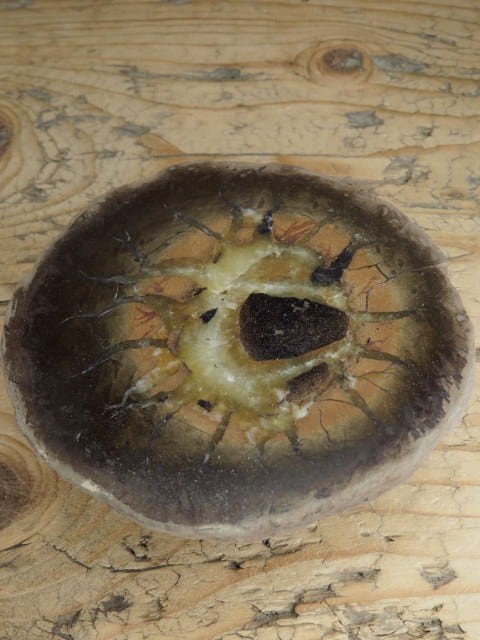 septaria sferosyderyt - syderyt ilasty - Polska - połówka