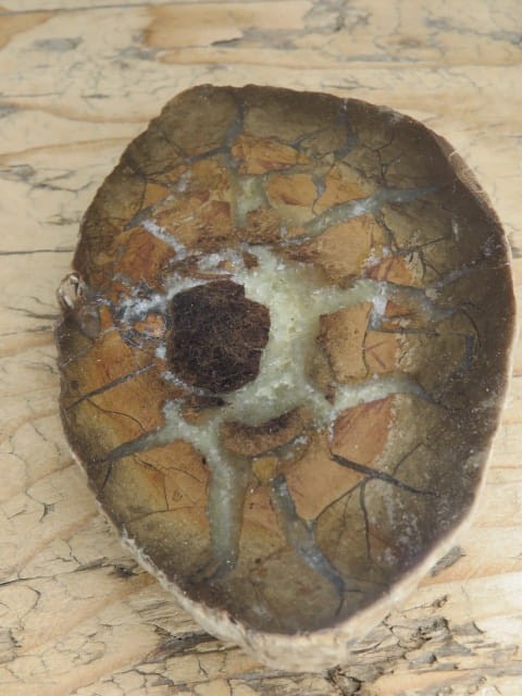 septaria sferosyderyt - syderyt ilasty - Polska - połówka