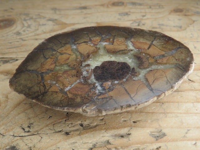 septaria sferosyderyt - syderyt ilasty - Polska - połówka