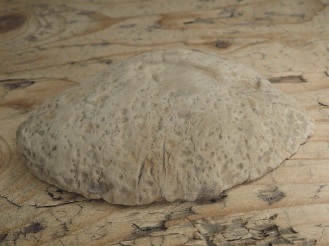 septaria sferosyderyt - syderyt ilasty - Polska - połówka