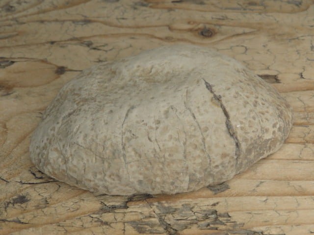 septaria sferosyderyt - syderyt ilasty - Polska - połówka